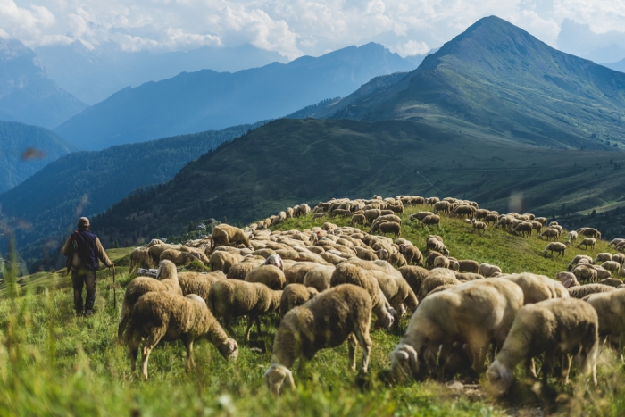 Sheepherd on mountains